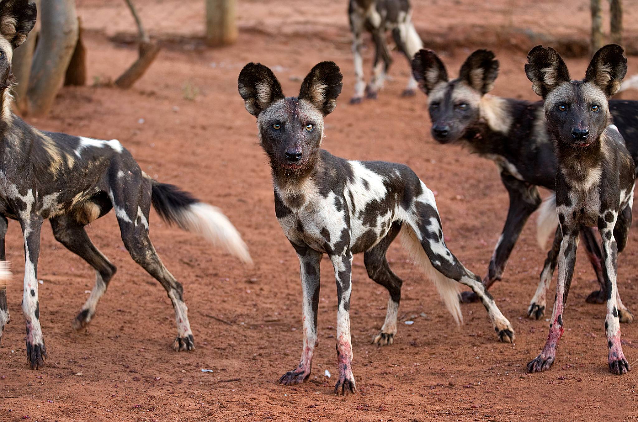 1-DAY TOUR MKOMAZI NATIONAL PARK